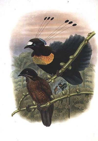 Parotia à six fils de Lawes - Oiseau de paradis - William Matthew Hart
