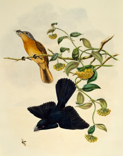 Moucherolle à tête ocre (Myiagra cervinicauda), gravure par William Matthew Hart - William Matthew Hart