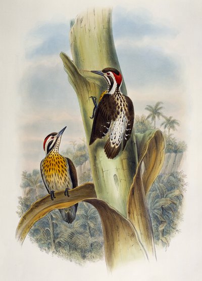 Pic épeichette des Philippines (Dendrocopos maculatus), lithographie de Birds of Asia - William Matthew Hart
