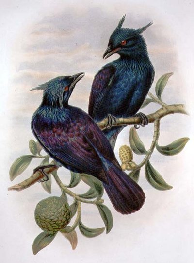 Phonygama Purpureiviolacea - William Matthew Hart