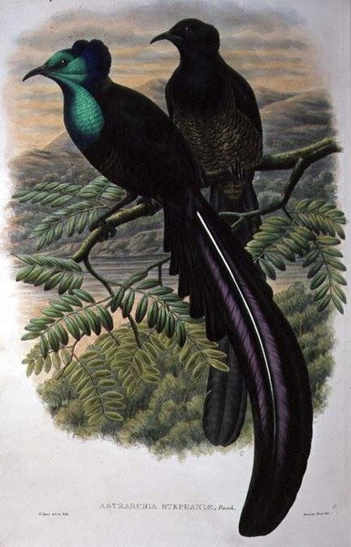 Oiseau de paradis de la princesse Stéphanie - William Matthew Hart