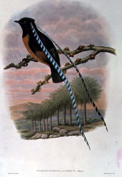 Pteridophora Alberti, Roi des oiseaux de paradis de Saxe - William Matthew Hart