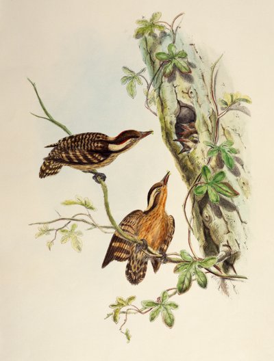 Pic de la Sonde (Dendrocopos moluccensis), lithographie de Birds of Asia - William Matthew Hart