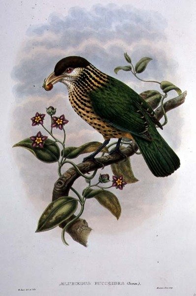 Oiseau-chat à oreilles blanches - Ailuroedus Buccoides - William Matthew Hart
