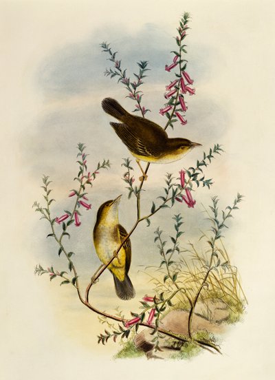 Gobemouche tacheté blanc (Pseudogerygone notata), gravure par William Matthew Hart, Royaume-Uni - William Matthew Hart
