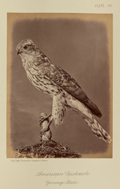 Autour des palombes, jeune mâle - William Notman