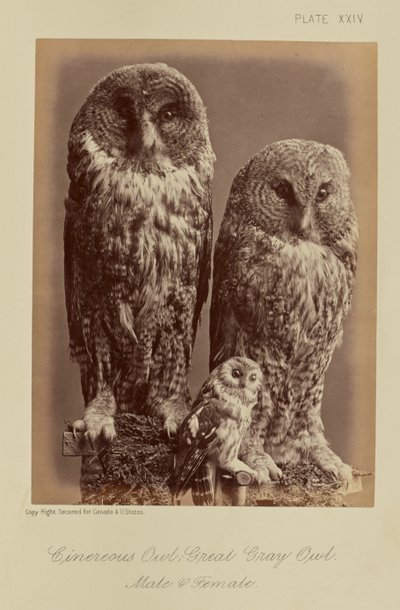 Chouette cendrée ; Chouette lapone. Mâle et femelle - William Notman