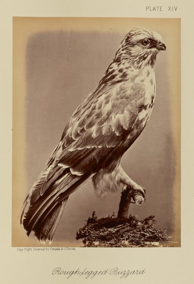 Buse pattue - William Notman