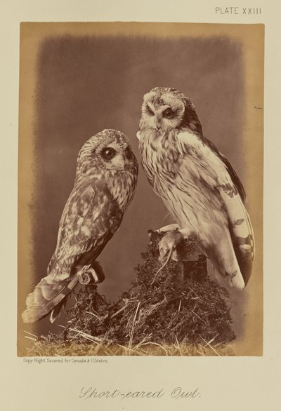 Hibou des marais - William Notman