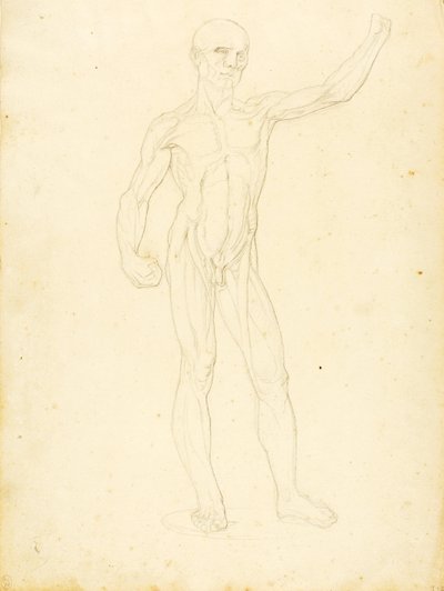 (Une Ecorche, vue de face) - William Page