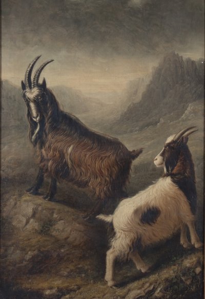 Deux chèvres galloises - William Shiels
