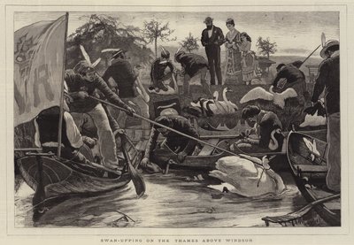 Swan-Upping sur la Tamise au-dessus de Windsor - William Small