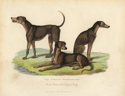 Chiens de chasse africains dans les jardins de la Société zoologique - William Smellie