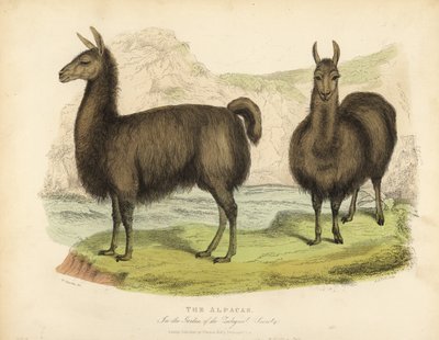 Alpaga, Vicugna pacos - William Smellie