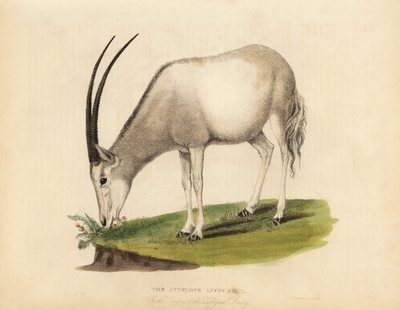 Oryx d