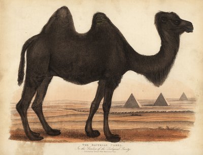 Chameau de Bactriane, Camelus bactrianus - William Smellie