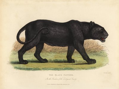 Panthère noire, Panthera pardus ou Panthera onca - William Smellie