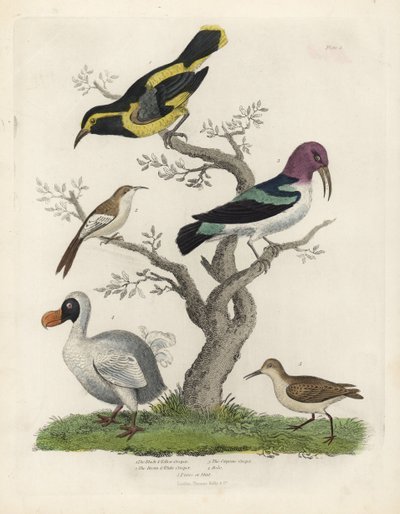 Grimpereau noir et jaune, grimpereau brun et blanc, Certhia americana, grimpereau de Cayenne, Dacnis cayana, Dodo, Raphus cucullatus, et purre ou bécasseau, Calidris alpina. Gravure sur cuivre coloriée à la main par un artiste inconnu de l