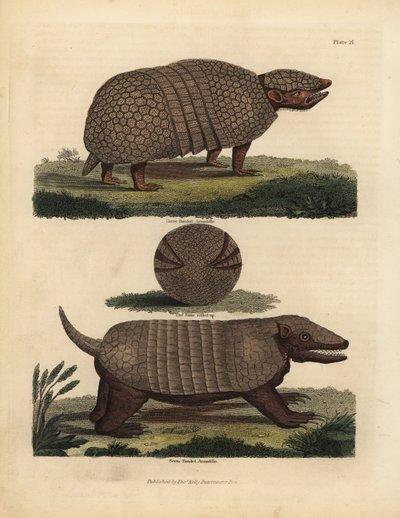 Tatou à trois bandes brésilien et tatou à sept bandes - William Smellie