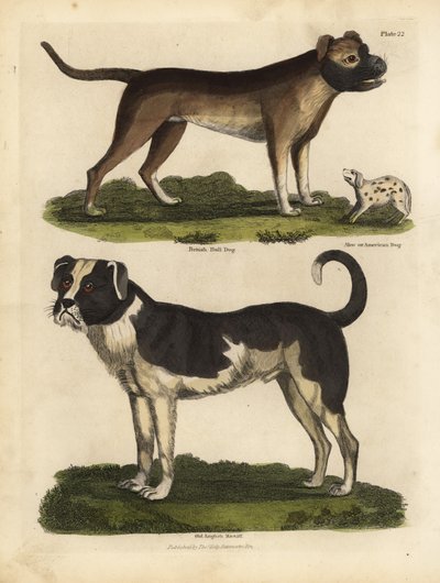 Races de chiens, Canis lupus familiaris - William Smellie