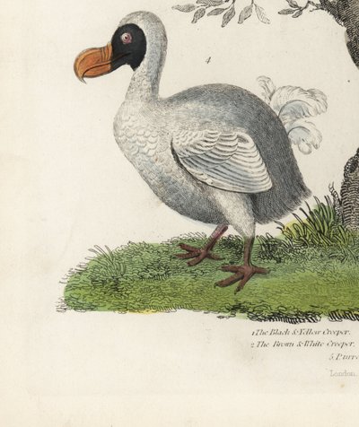 Dodo, Raphus cucullatus, oiseau éteint incapable de voler - William Smellie