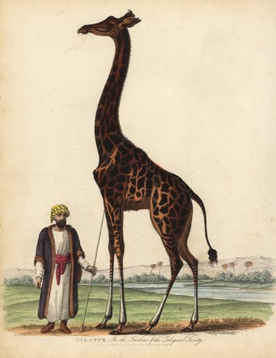 Girafe, Giraffa camelopardalis - William Smellie