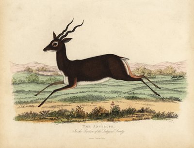 Antilope indienne ou blackbuck, Antilope cervicapra - William Smellie