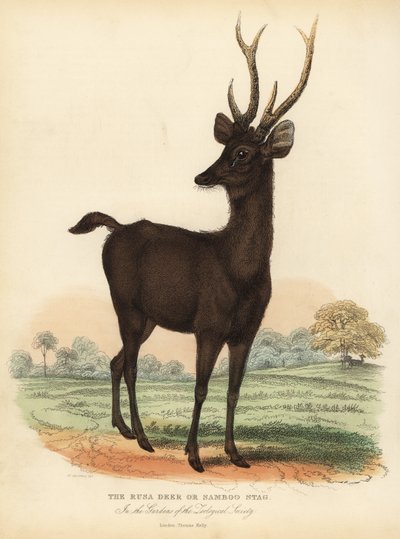 Rusa de Java ou cerf sambar de Sunda, Rusa timorensis. Vulnérable - William Smellie
