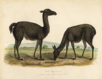 Lama, Lama glama - William Smellie
