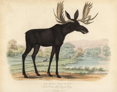 Élan ou orignal, Alces alces - William Smellie