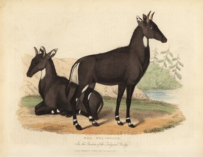 Nilgaut ou taureau bleu, Boselaphus tragocamelus - William Smellie