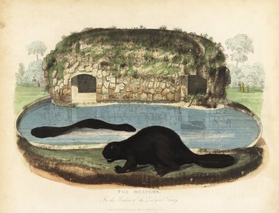 Castor nord-américain, Castor canadensis - William Smellie