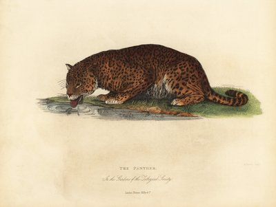 Panthère, Panthera pardus ou Panthera onca - William Smellie
