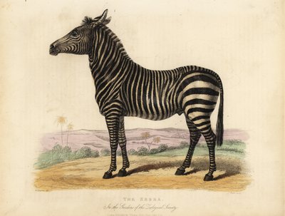 Zèbre des plaines, Equus quagga - William Smellie