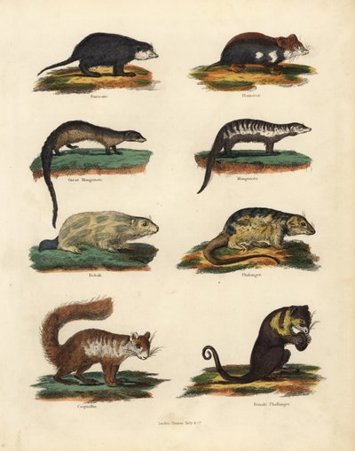 Espèces de rongeurs - William Smellie