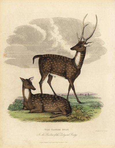 Cerf des marais ou barasingha, Rucervus duvaucelii - William Smellie