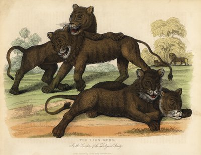 Les lionceaux dans les jardins de la Société zoologique - William Smellie