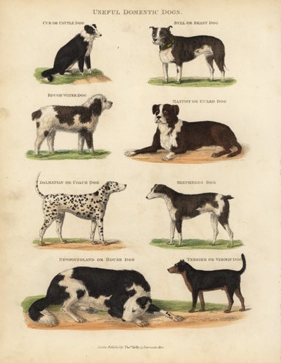 Chiens domestiques utiles, Canis lupus familiaris - William Smellie