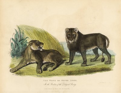 Lions blancs ou argentés, Panthera leo melanochaita - William Smellie