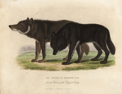 Loups de la baie d