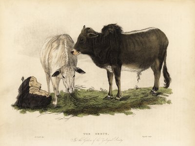 Zébu, Bos primigenius indicus - William Smellie