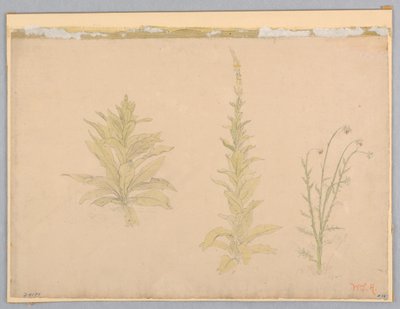 Étude de Plantes de Molène - William Stanley Haseltine