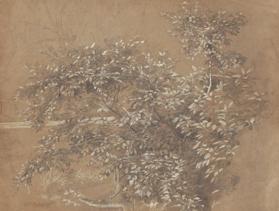 Feuillage - William Trost Richards