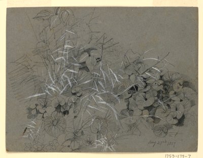 Étude de Feuilles de Violette et d