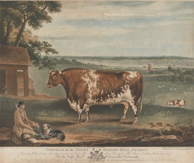 Portrait du taureau à cornes courtes Patriot - William Ward
