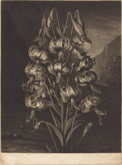 Le superbe lys - William Ward after Philip Reinagle