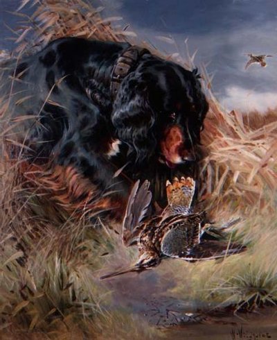 Setter Gordon parmi les roseaux - William Woodhouse