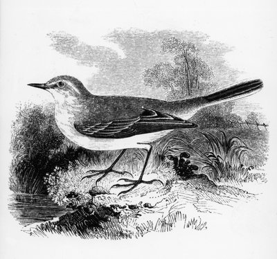 Bergeronnette de Ray, illustration de 