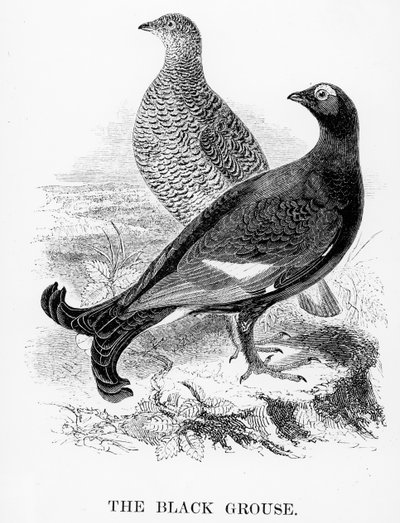 Le Tétras lyre, illustration de 