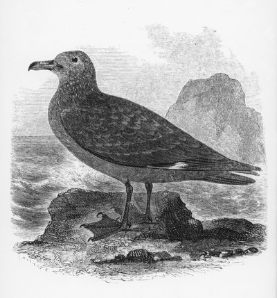 Le Grand Labbe, illustration de 